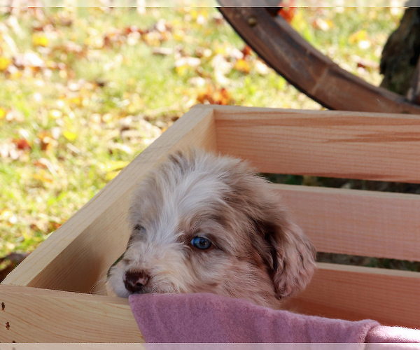 Medium Photo #10 Bordoodle Puppy For Sale in ASHLAND, OH, USA