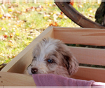 Small Photo #10 Bordoodle Puppy For Sale in ASHLAND, OH, USA