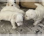 Small Photo #14 Maltipoo Puppy For Sale in ALEXANDRIA, VA, USA