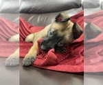 Small Photo #75 Belgian Malinois Puppy For Sale in REESEVILLE, WI, USA