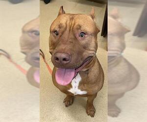 American Pit Bull Terrier Dogs for adoption in Derwood, MD, USA