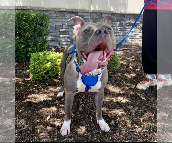 Medium Photo #5 American Bulldog-Unknown Mix Puppy For Sale in Euless, TX, USA