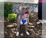 Small #4 American Bulldog Mix
