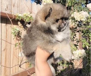 Pomeranian Puppy for sale in HALF MOON BAY, CA, USA