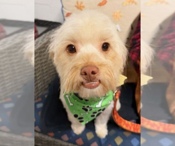 Medium Photo #5 Mutt Puppy For Sale in Ellijay, GA, USA