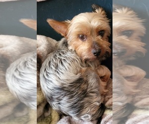 Father of the Yorkshire Terrier puppies born on 02/25/2026