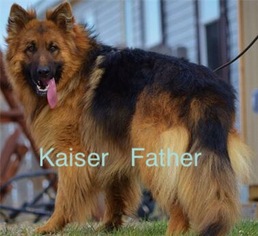 Father of the German Shepherd Dog puppies born on 05/12/2016