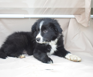 Border Collie Puppy for sale in MILLERSBURG, OH, USA