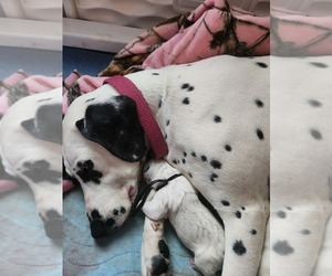 Mother of the Dalmatian puppies born on 12/19/2025