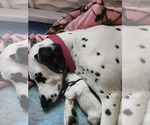 Small Photo #1 Dalmatian Puppy For Sale in VASSALBORO, ME, USA