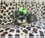 Small #5 Schnauzer (Miniature)