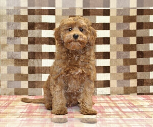 Medium Photo #4 Cavapoo (Miniature) Puppy For Sale in DENVER, PA, USA