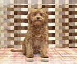 Small #3 Cavapoo (Miniature)