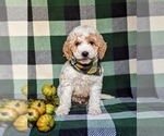 Small #2 Goldendoodle (Miniature)
