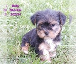 Puppy Baby Shorkie Tzu