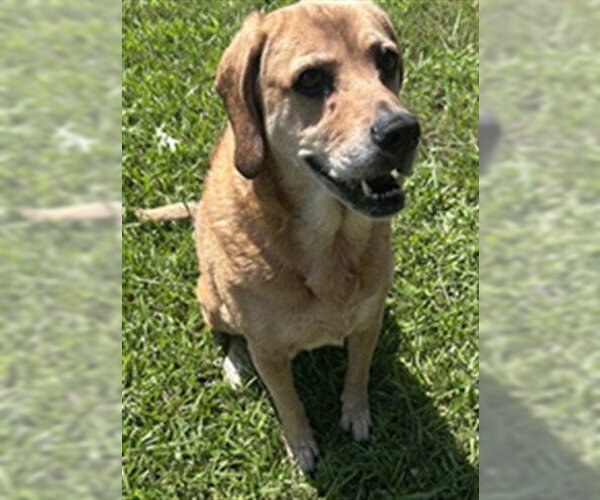 Medium Photo #1 Labloodhound Puppy For Sale in Grovetown, GA, USA