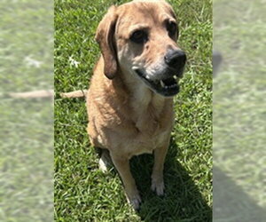 Labloodhound Dogs for adoption in Grovetown, GA, USA