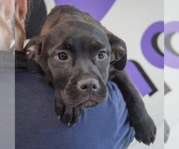 Medium Photo #5 American Staffordshire Terrier-Unknown Mix Puppy For Sale in Huntley, IL, USA