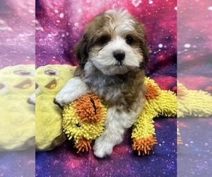 Havanese Puppy for sale in LIVONIA, MI, USA