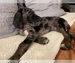 Small Photo #6 Catahoula Leopard Dog-Dalmatian Mix Puppy For Sale in THOUSAND OAKS, CA, USA