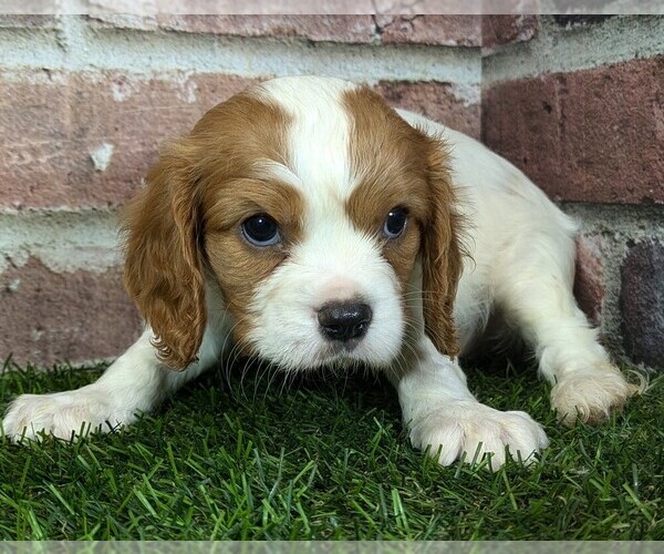 Medium Photo #10 Cavalier King Charles Spaniel Puppy For Sale in MOBERLY, MO, USA
