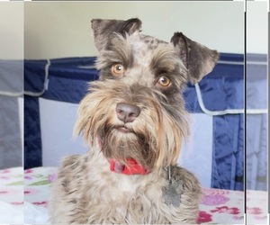 Father of the Schnauzer (Miniature) puppies born on 06/10/2026