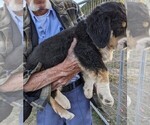 Small #1 Great Bernese