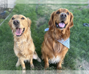 Mother of the Golden Retriever puppies born on 01/21/2026