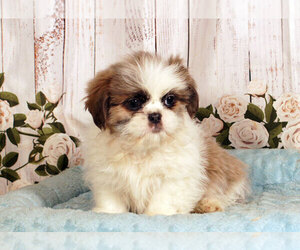 Shih Tzu Puppy for sale in PENNS CREEK, PA, USA