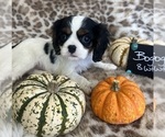 Small #5 Cavalier King Charles Spaniel