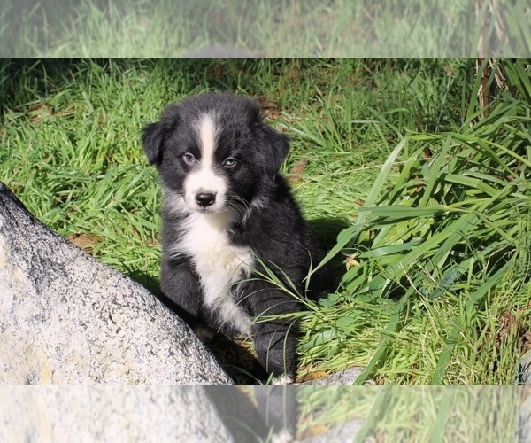 Medium Photo #3 Australian Shepherd Puppy For Sale in ACTON, CA, USA
