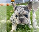 Small Photo #1 French Bulldog Puppy For Sale in ABSECON, NJ, USA