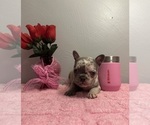 Puppy Merle female French Bulldog