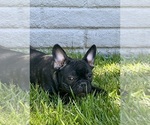 Small Photo #16 French Bulldog Puppy For Sale in SALINAS, CA, USA