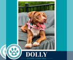 Small #16 American Staffordshire Terrier-Labrador Retriever Mix