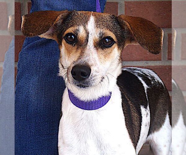 Medium Photo #3 Beagle-Unknown Mix Puppy For Sale in Carrollton, TX, USA