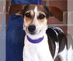 Small #2 Beagle Mix