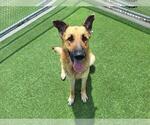 Small #1 German Shepherd Dog Mix