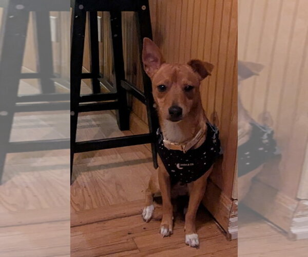 Medium Photo #3 Chihuahua-Unknown Mix Puppy For Sale in Morganville, NJ, USA