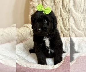 Australian Shepherd-Goldendoodle Mix Puppy for Sale in PIASA, Illinois USA