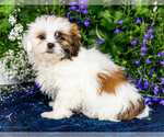 Small #9 Shih Tzu