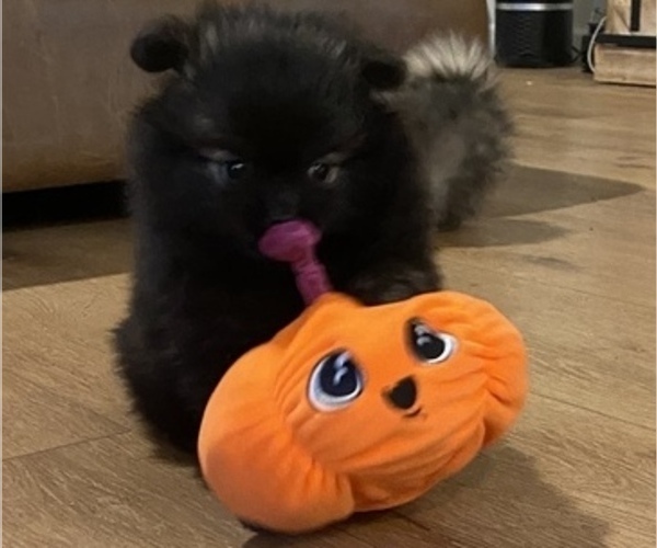 Medium Photo #5 Pomeranian Puppy For Sale in ODON, IN, USA