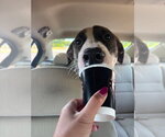Small #2 Boxer Mix