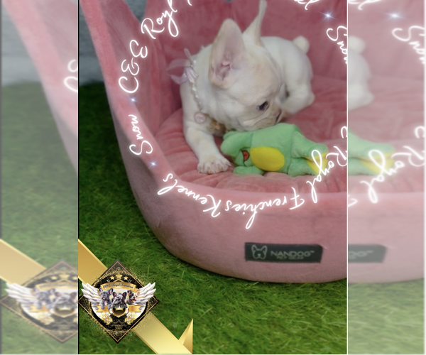 Medium Photo #11 French Bulldog Puppy For Sale in ATHENS, GA, USA