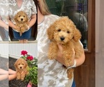 Image preview for Ad Listing. Nickname: Honey