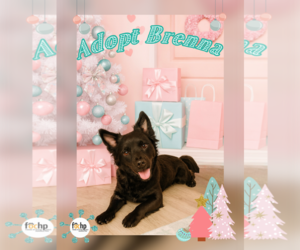 Colonial Cocker Spaniel Dogs for adoption in Menifee, CA, USA