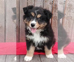 Australian Shepherd Puppy for sale in FREDERICKSBURG, OH, USA