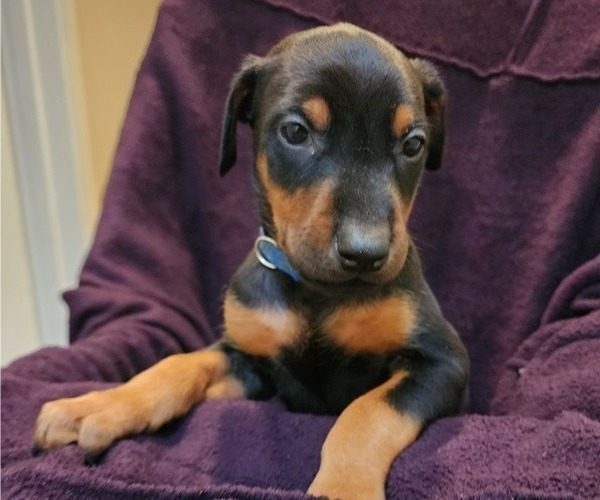 Medium Photo #8 Doberman Pinscher Puppy For Sale in CALIMESA, CA, USA