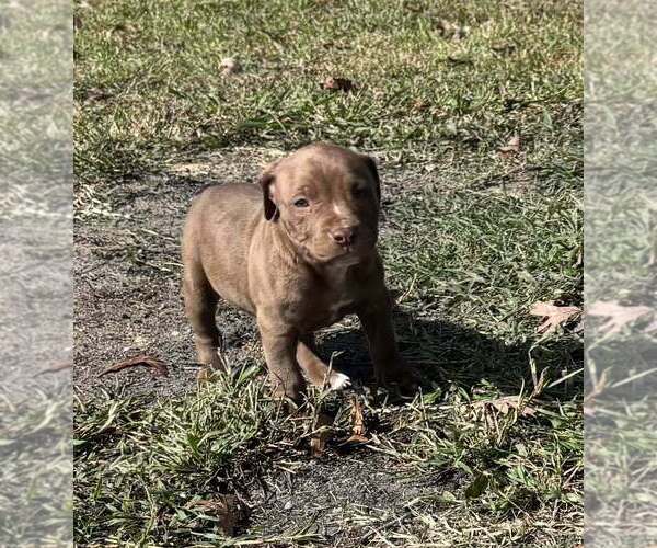 Medium Photo #2 American Pit Bull Terrier Puppy For Sale in ROXBORO, NC, USA