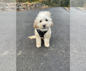 Goldendoodle (Miniature) Puppy for sale in LONGVIEW, WA, USA